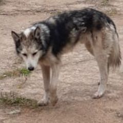 Подробнее об объявлении «Найдена собака кобель Зубцов» Фото: найдена собака  «Найдена собака кобель Зубцов» в г. Зубцов