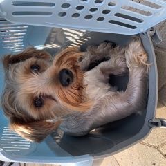 Подробнее об объявлении «Найдена собака кобель Санкт-Петербург» Фото: найдена собака Йоркширский терьер «Найдена собака кобель Санкт-Петербург» в г. Санкт-Петербург