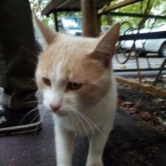 Подробнее об объявлении «Москва Найдена кошка кот» Фото: найдена кошка  «Москва Найдена кошка кот» в г. Москва