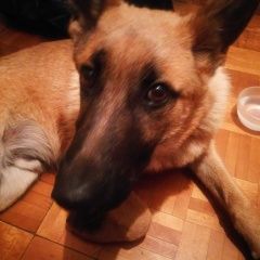Подробнее об объявлении «Найдена собака кобель щенок Нахабино» Фото: найдена собака  «Найдена собака кобель щенок Нахабино» в г. Нахабино