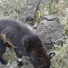 Подробнее об объявлении «Ижевск Найдена собака ул. новосмирновская» Фото: найдена собака  «Ижевск Найдена собака ул. новосмирновская» в г. Ижевск