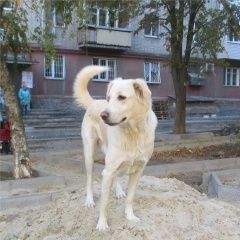 Подробнее об объявлении «Найдена собака лабрадор Ростов-на-Дону» Фото: найдена собака Лабрадор ретривер «Найдена собака лабрадор Ростов-на-Дону» в г. Ростов-на-Дону