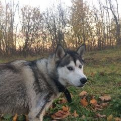 Подробнее об объявлении «Уфа Найдена собака кобель» Фото: найдена собака Аляскинский маламут «Уфа Найдена собака кобель» в г. Уфа