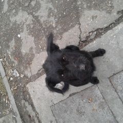 Подробнее об объявлении «Ангарск Найдена собака» Фото: найдена собака  «Ангарск Найдена собака» в г. Ангарск