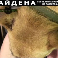 Подробнее об объявлении «Найдена собака кобель парк грачевка район ховрино Москва» Фото: найдена собака  «Найдена собака кобель парк грачевка район...» в г. Москва