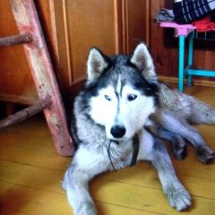 Подробнее об объявлении «Нарофоминск Найдена собака кобель» Фото: найдена собака Сибирская хаски «Нарофоминск Найдена собака кобель» в г. Нарофоминск