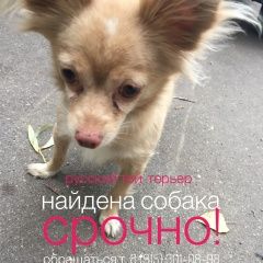 Подробнее об объявлении «Найдена собака кобель пёс русский той-терьер Королев» Фото: найдена собака Русский той-терьер «Найдена собака кобель пёс русский той-терьер...» в г. Королев