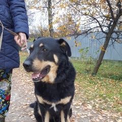 Подробнее об объявлении «Найдена собака кобель Балашиха» Фото: найдена собака  «Найдена собака кобель Балашиха» в г. Балашиха