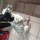 Подробнее об объявлении «Новокузнецк Найдена собака» Фото: найдена собака  «Новокузнецк Найдена собака» в г. Новокузнецк