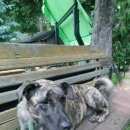 Подробнее об объявлении «Найдена собака Смоленск» Фото: найдена собака  «Найдена собака Смоленск» в г. Смоленск