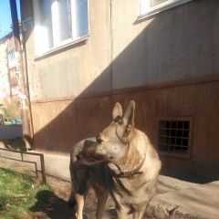 Подробнее об объявлении «Найдена собака Кемерово» Фото: найдена собака  «Найдена собака Кемерово» в г. Кемерово