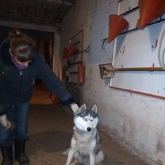 Подробнее об объявлении «Найдена собака кобель молодой кобель хаски. Нижний Новгород» Фото: найдена собака Сибирская хаски «Найдена собака кобель молодой кобель хаски....» в г. Нижний Новгород