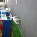 Подробнее об объявлении «Найдена собака кобель Ставрополь» Фото: найдена собака  «Найдена собака кобель Ставрополь» в г. Ставрополь