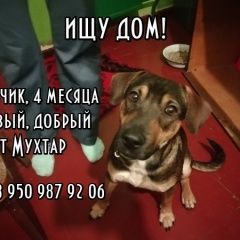 Подробнее об объявлении «Найдена собака кобель Красноярск» Фото: найдена собака  «Найдена собака кобель Красноярск» в г. Красноярск