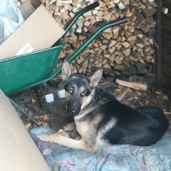 Подробнее об объявлении «Найдена собака кобель овчарка (молодой кобель) Кемерово» Фото: найдена собака Немецкая овчарка «Найдена собака кобель овчарка (молодой кобель)...» в г. Кемерово