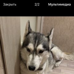 Подробнее об объявлении «Найдена собака Абакан Хакасия» Фото: найдена собака Сибирская хаски «Найдена собака Абакан Хакасия» в г. Абакан Хакасия