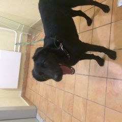 Подробнее об объявлении «Найдена собака Химки» Фото: найдена собака  «Найдена собака Химки» в г. Химки