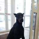 Подробнее об объявлении «Найдена собака кобель Дзержинск» Фото: найдена собака  «Найдена собака кобель Дзержинск» в г. Дзержинск