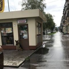 Подробнее об объявлении «Новокузнецк Найдена собака кобель немецкая овчарка» Фото: найдена собака Немецкая овчарка «Новокузнецк Найдена собака кобель немецкая овчарка» в г. Новокузнецк
