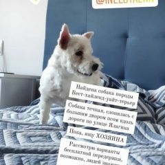 Подробнее об объявлении «Найдена собака ждёт хозяина Электросталь» Фото: найдена собака  «Найдена собака ждёт хозяина Электросталь» в г. Электросталь