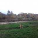 Подробнее об объявлении «Пропал кот Лаишево» Фото: пропала кошка Пойнтер «Пропал кот Лаишево» в г. Лаишево