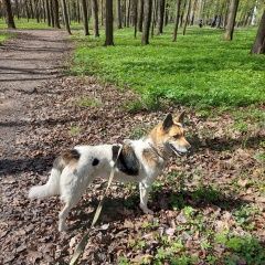 Подробнее об объявлении «Найдена собака Боровичи» Фото: найдена собака  «Найдена собака Боровичи» в г. Боровичи
