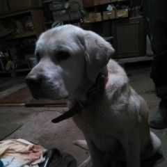 Подробнее об объявлении «Найдена собака кобель Грязи» Фото: найдена собака Лабрадор ретривер «Найдена собака кобель Грязи» в г. Грязи