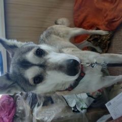 Подробнее об объявлении «Найдена собака Хабаровск» Фото: найдена собака  «Найдена собака Хабаровск» в г. Хабаровск