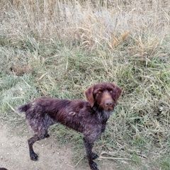 Подробнее об объявлении «Найдена собака сука дратхаара Славянск-на-Кубани» Фото: найдена собака Дратхаар «Найдена собака сука дратхаара Славянск-на-Кубани» в г. Славянск-на-Кубани