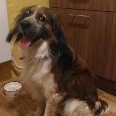 Подробнее об объявлении «Найдена собака кобель в зеленой роще рыже-белый пес. Красноярск» Фото: найдена собака  «Найдена собака кобель в зеленой роще рыже-белый...» в г. Красноярск