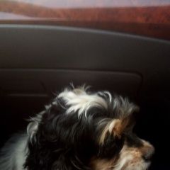 Подробнее об объявлении «Найдена собака Красноярск» Фото: найдена собака Американский кокер-спаниель «Найдена собака Красноярск» в г. Красноярск