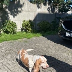 Подробнее об объявлении «Найдена собака Зеленоградск» Фото: найдена собака Бассет-хаунд «Найдена собака Зеленоградск» в г. Зеленоградск