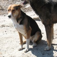 Подробнее об объявлении «Красноярск Найдена собака» Фото: найдена собака  «Красноярск Найдена собака» в г. Красноярск