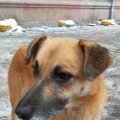 Подробнее об объявлении «Найдена собака добрая Ростов-на-Дону» Фото: найдена собака  «Найдена собака добрая Ростов-на-Дону» в г. Ростов-на-Дону
