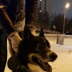 Подробнее об объявлении «Найдена собака кобель Набережные Челны» Фото: найдена собака  «Найдена собака кобель Набережные Челны» в г. Набережные Челны