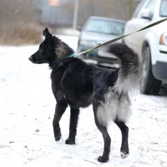 Подробнее об объявлении «Найдена собака кобель попал в отлов. Ногинск» Фото: найдена собака  «Найдена собака кобель попал в отлов. Ногинск» в г. Ногинск