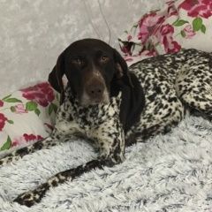 Подробнее об объявлении «Найдена собака сука курцхаара Керчь» Фото: найдена собака Курцхаар «Найдена собака сука курцхаара Керчь» в г. Керчь