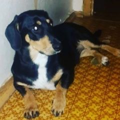 Подробнее об объявлении «Найдена собака такса Томилино» Фото: найдена собака Такса «Найдена собака такса Томилино» в г. Томилино