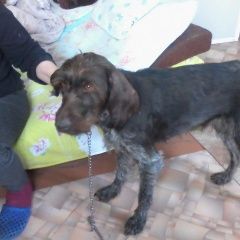 Подробнее об объявлении «Найдена собака сука дратхаара с. покровка Борское» Фото: найдена собака Дратхаар «Найдена собака сука дратхаара с. покровка Борское» в г. Борское