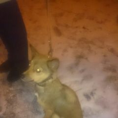 Подробнее об объявлении «Найдена собака Красноярск» Фото: найдена собака  «Найдена собака Красноярск» в г. Красноярск