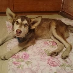 Подробнее об объявлении «Найдена собака кобель Ангарск» Фото: найдена собака Сибирская хаски «Найдена собака кобель Ангарск» в г. Ангарск