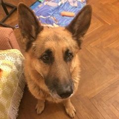 Подробнее об объявлении «Найдена собака кобель немецкая овчарка Киев» Фото: найдена собака Немецкая овчарка «Найдена собака кобель немецкая овчарка Киев» в г. Киев