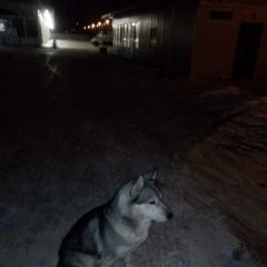 Подробнее об объявлении «Найдена собака кобель Краснодар» Фото: найдена собака Сибирская хаски «Найдена собака кобель Краснодар» в г. Краснодар