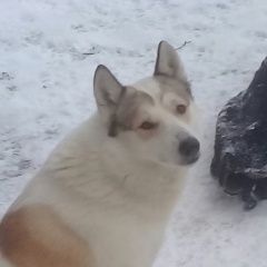 Подробнее об объявлении «Найдена собака кобель собака ждёт хозяина Голицыно (Московская обл.)» Фото: найдена собака Западно-сибирская лайка «Найдена собака кобель собака ждёт хозяина...» в г. Голицыно (Московская обл.)