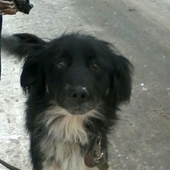 Подробнее об объявлении «Найдена собака Курган» Фото: найдена собака  «Найдена собака Курган» в г. Курган