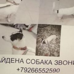 Подробнее об объявлении «Найдена собака Электросталь» Фото: найдена собака  «Найдена собака Электросталь» в г. Электросталь