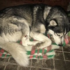 Подробнее об объявлении «Найдена собака кобель хаски Краснодар» Фото: найдена собака Сибирская хаски «Найдена собака кобель хаски Краснодар» в г. Краснодар