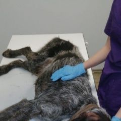 Подробнее об объявлении «Найдена собака домодедово дратхаар Востряково» Фото: найдена собака Дратхаар «Найдена собака домодедово дратхаар Востряково» в г. Востряково