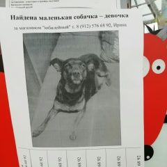 Подробнее об объявлении «Найдена собака Курган» Фото: найдена собака  «Найдена собака Курган» в г. Курган