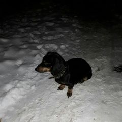 Подробнее об объявлении «Найдена собака такса Дзержинск» Фото: найдена собака Такса «Найдена собака такса Дзержинск» в г. Дзержинск